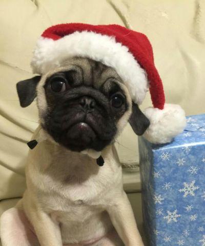 cute and adorable female baby pug