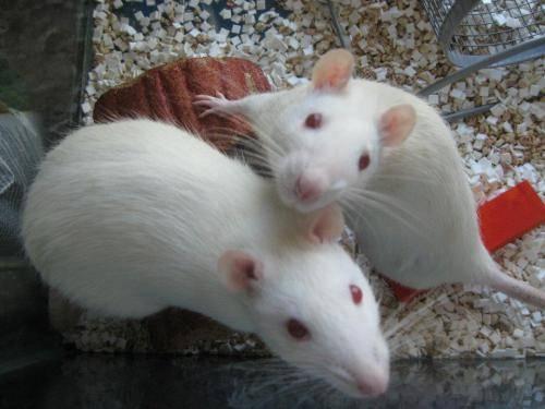 cute and loveable rats to good home