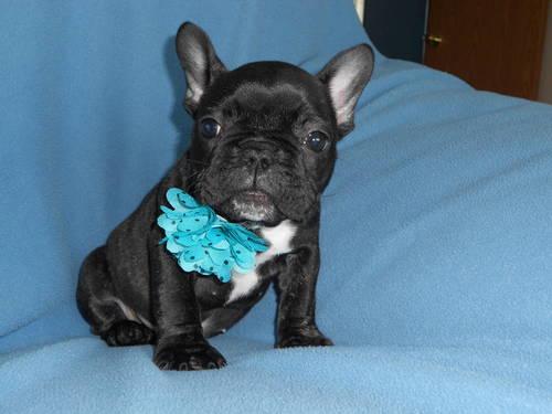 Cute and Tiny French Bulldog Puppy