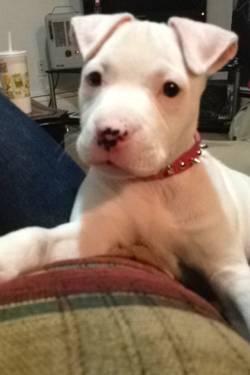 Cute APBR White pitbull terrier - 10 weeks