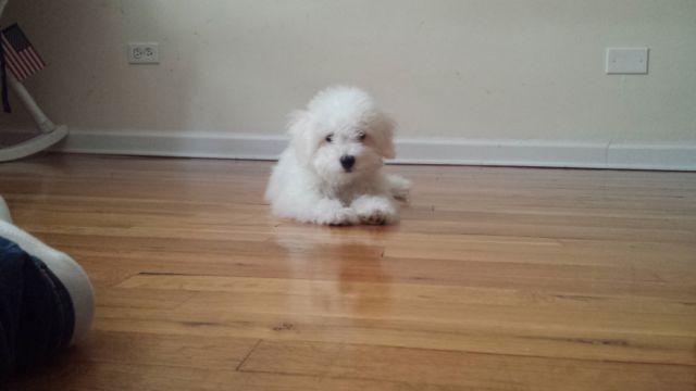 Cute Bichon Fris puppy for sale