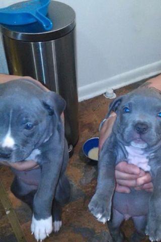 cute blue nose grey coat pitbull pups 2 boys left