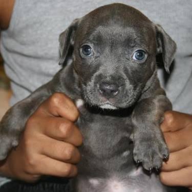 Cute Blue Nose Pit Bull Puppy for Sale-8 Weeks Old