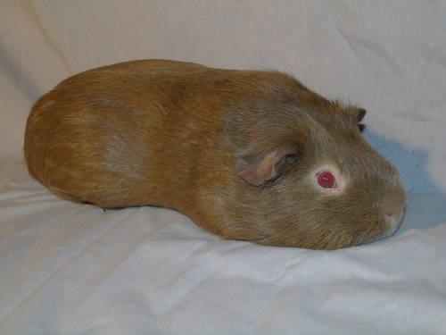 Cute Brown Teddy Guinea Pig - less than half year
