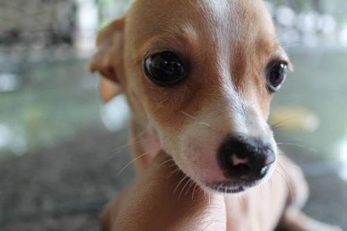 Cute chihuahua puppy for sale