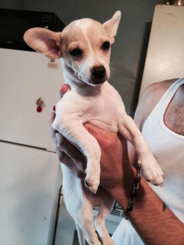 Cute Chihuahua puppy -3 month old male