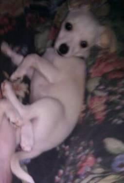 Cute Chihuahua/Yorkie Puppy!