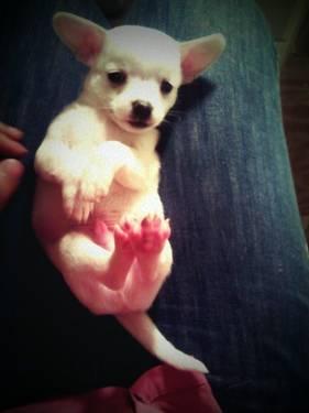 Cute Chorkie Puppy - 10 Weeks Old