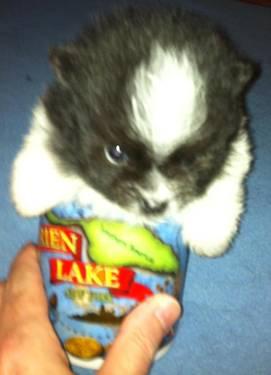 Cute CKC Teacup Pomeranian Puppy For Sale!