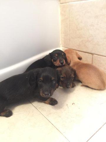 Cute Dachshund Puppies for sale!!!!