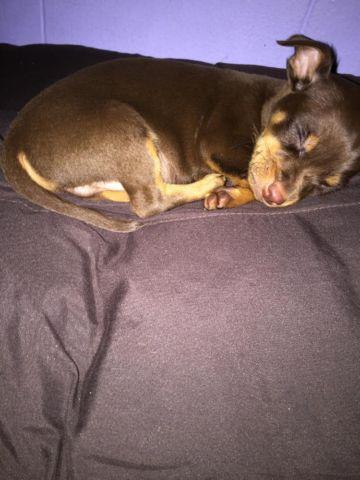 Cute, Energetic male Chihuahua Puppy 10 wks