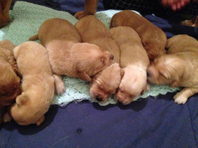Cute Golden Retreiver Puppies