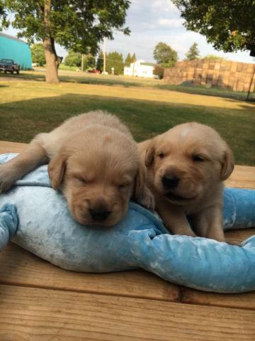 Cute Golden Retriever Puppies for sale