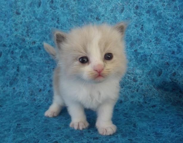 cute kittens maine coon for new homes