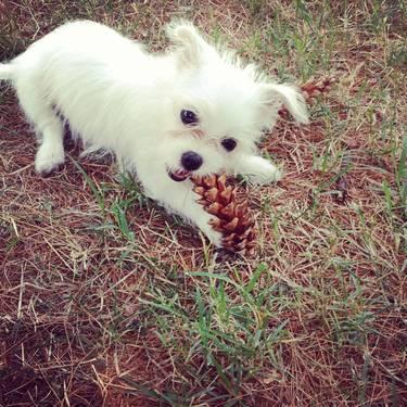 Cute little Maltese/Chihuahua 3 months