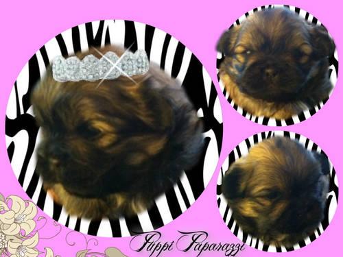 Cute Malchi puppies for sale born May 1, 2013