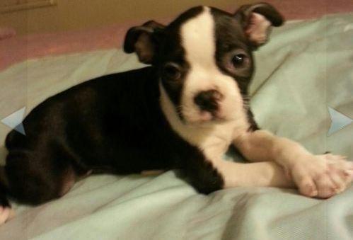 Cute Male Boston Terrier Puppies for Sale - 9 Weeks Old