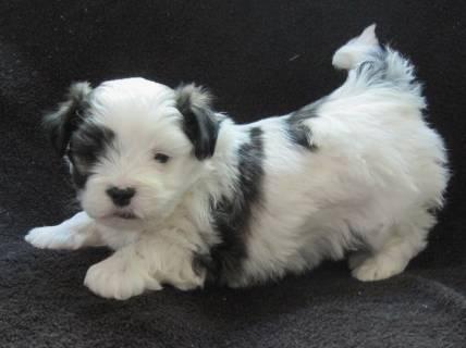 cute Malshi (Maltese-Shih Tzu) puppy