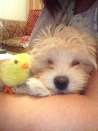 Cute puppy: Maltese Mixed with a Poodle