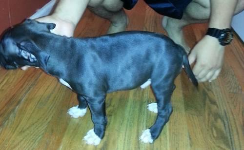 cute pit bull puppy for sale 2 months