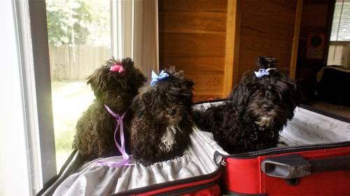 Cute poodle maltese puppies
