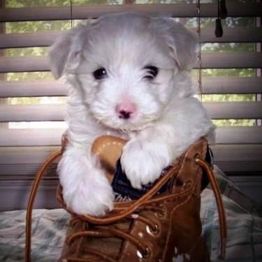 cute puppy maltese for sale ,ready in Christmas!