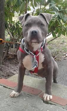 Cute rednose/bluenose pitbull pup for adoption-3 months old
