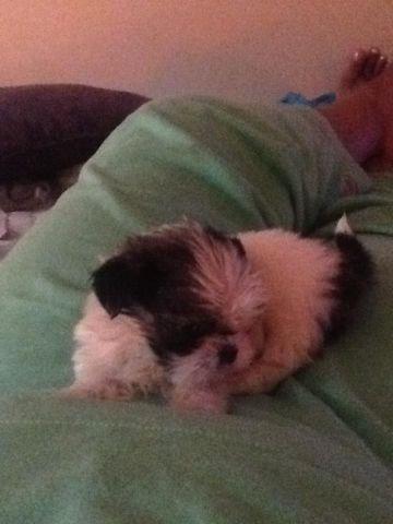 Cute Shih Tzu puppies for sale 9 weeks old