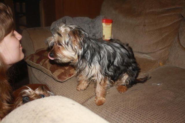 !!!!!CUTE!!!!! Silky Terrier Puppies for Adoption