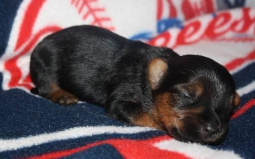 Cute Silky Terriers Puppies For Sale