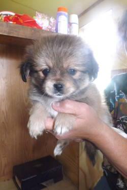 ***CUTE SMALL BREED PUPPIES***
