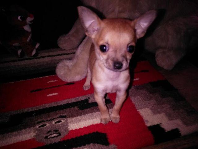 Cute teacup Chihuahua puppy for adoption eight weeks old