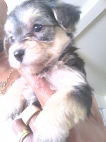 Cute Yorkshire terrier puppies for adoption 8 weeks old