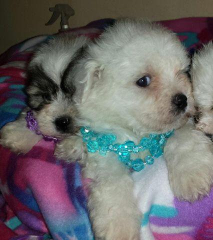 ** CUTEST EVER SHICHON Puppies **CHRISTMAS BABIES! !