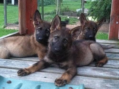 Czech German shepherd pups 