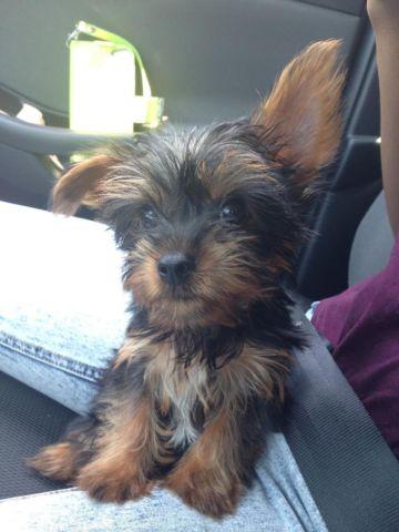 D.R.A. Male Yorkie Black and Gold 10 weeks