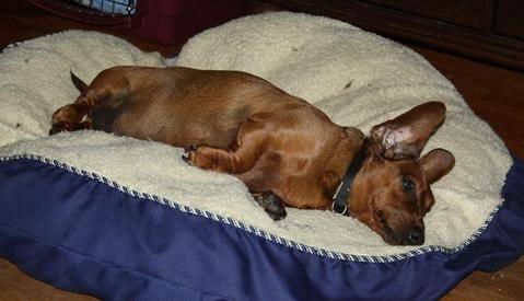 Dachshund - Cocoa - Small - Young - Female - Dog