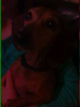 Dachshund - Frankie/adopted - Small - Adult - Male - Dog