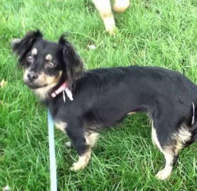 Dachshund - Lilly 4 - Small - Young - Female - Dog