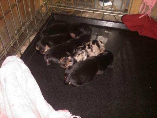 dachshund puppies 4 sale (only three left)Act Now.