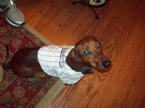 Dachshund - Terry - Small - Adult - Male - Dog