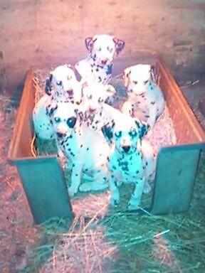 *Dalmatian Puppies* 8 weeks old