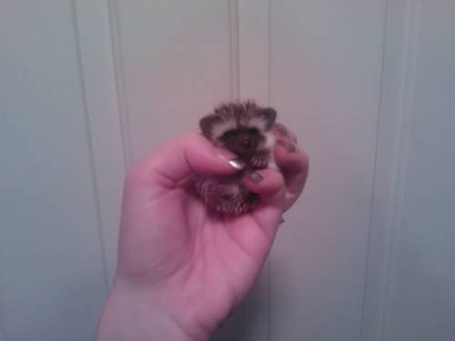 Dark chocolate baby hedgehog