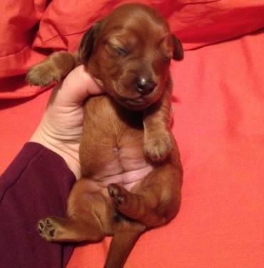 Darling mini-dachshund puppies for sale to loving homes!