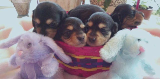Darling mini-Dachshund puppies need 