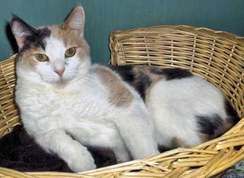 Dilute Calico - Bonita - Large - Adult - Female - Cat