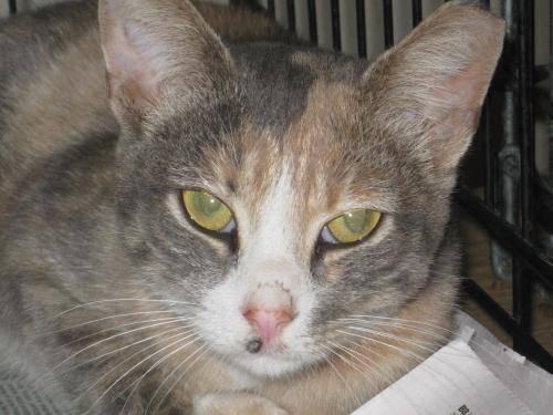 Dilute Calico - Cindy Crawford - Medium - Young - Female - Cat