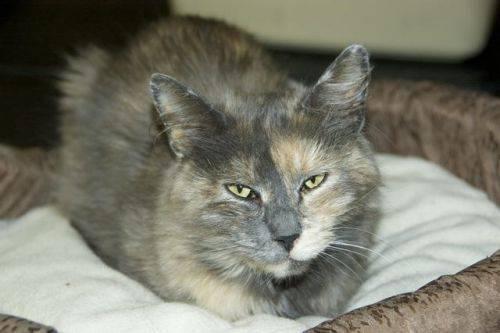Dilute Tortoiseshell - Phoebe - Small - Young - Female - Cat