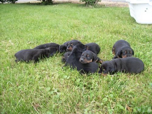 Doberman Puppies for Sale