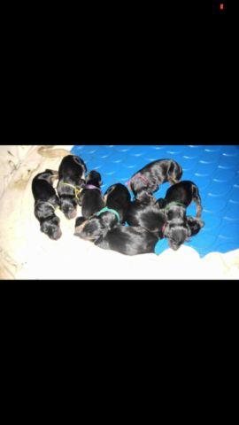 Doberman pups born 7/20
